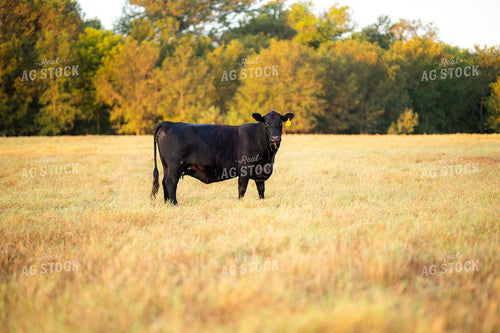 Black Angus Cow Standing in Fall Pasture 402046