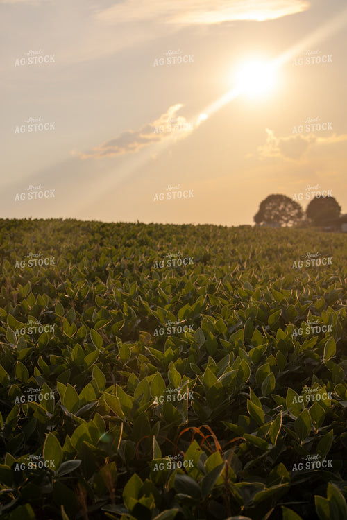 Midseason Soybean Field 279011
