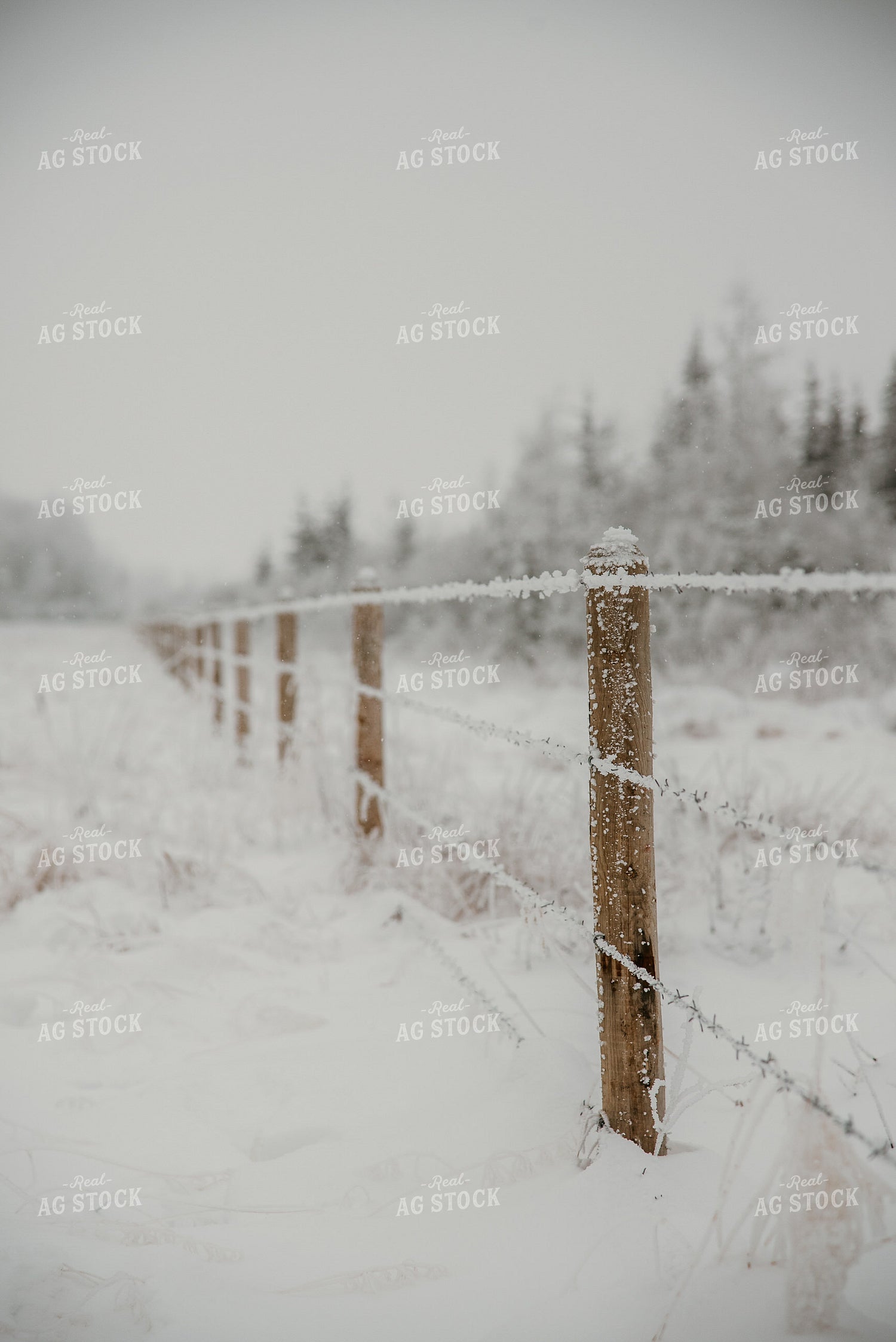 Snowy Fence Line 64316