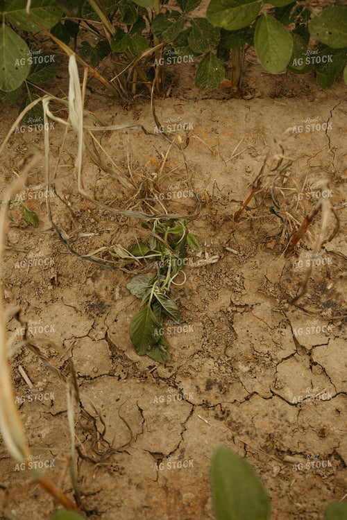 Dead Weeds 125329