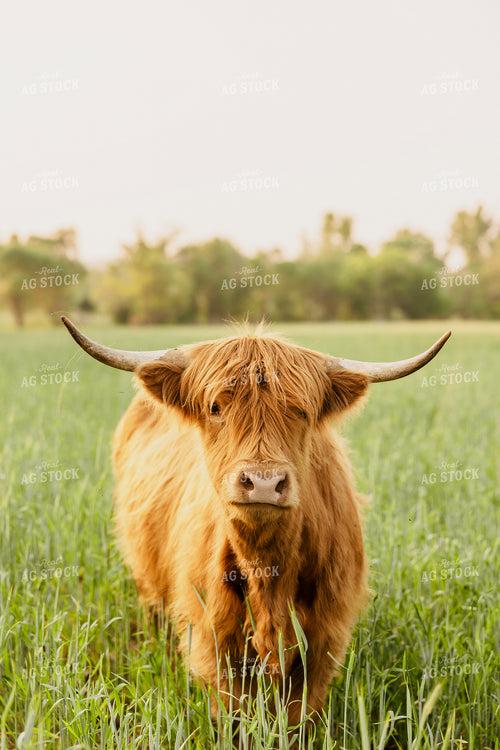 Highland Cattle 207011