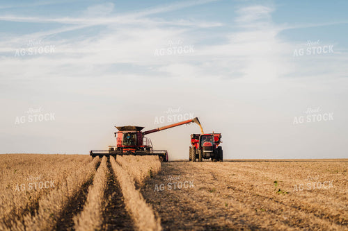 Soybean Harvest 115025