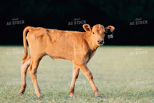 Red Angus Calf 178007