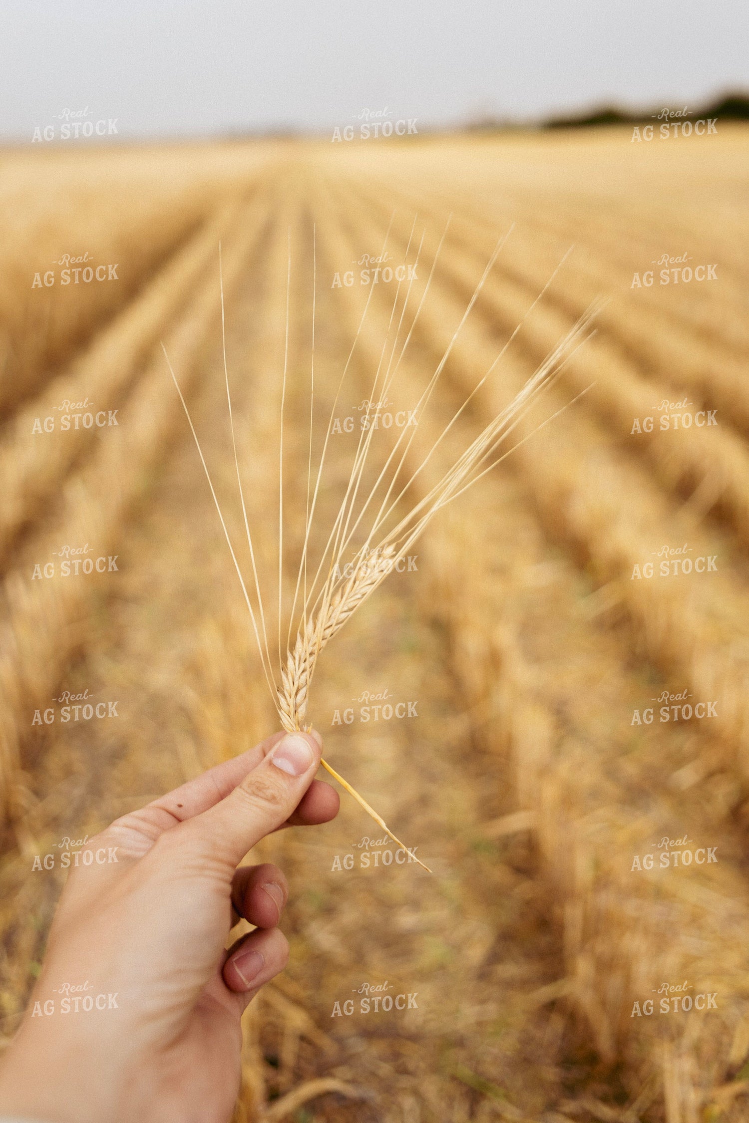 Farmer Holding Dried Wheat Head 187252