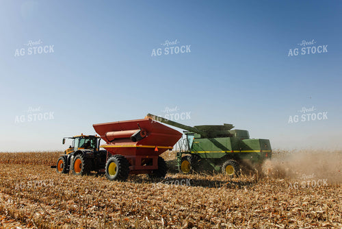 Corn Harvest 152641