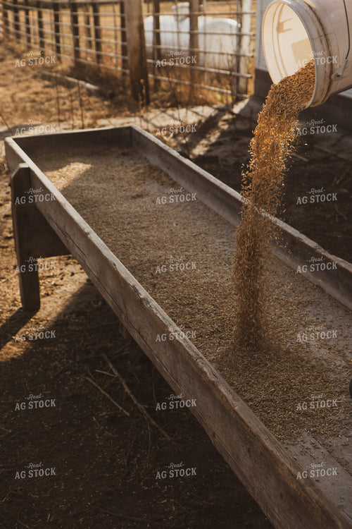 Feeding Cattle 67225