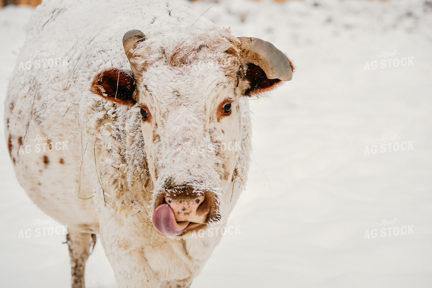 Cow in Snow 64074