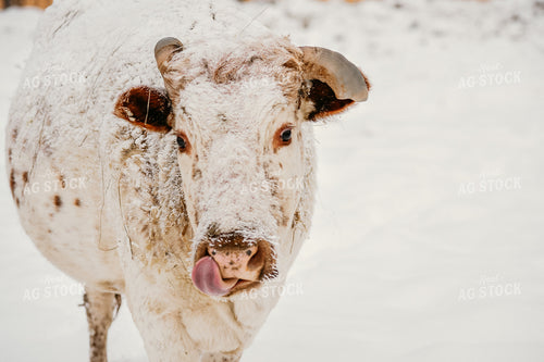 Cow in Snow 64074