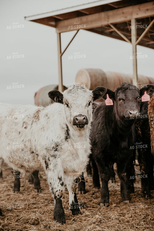 Cattle in Farmyard 118013