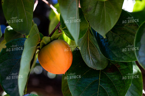 Persimmon 276058