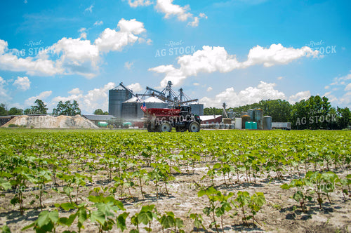 Spreading Dry Fertilizer in Cotton Field 136189