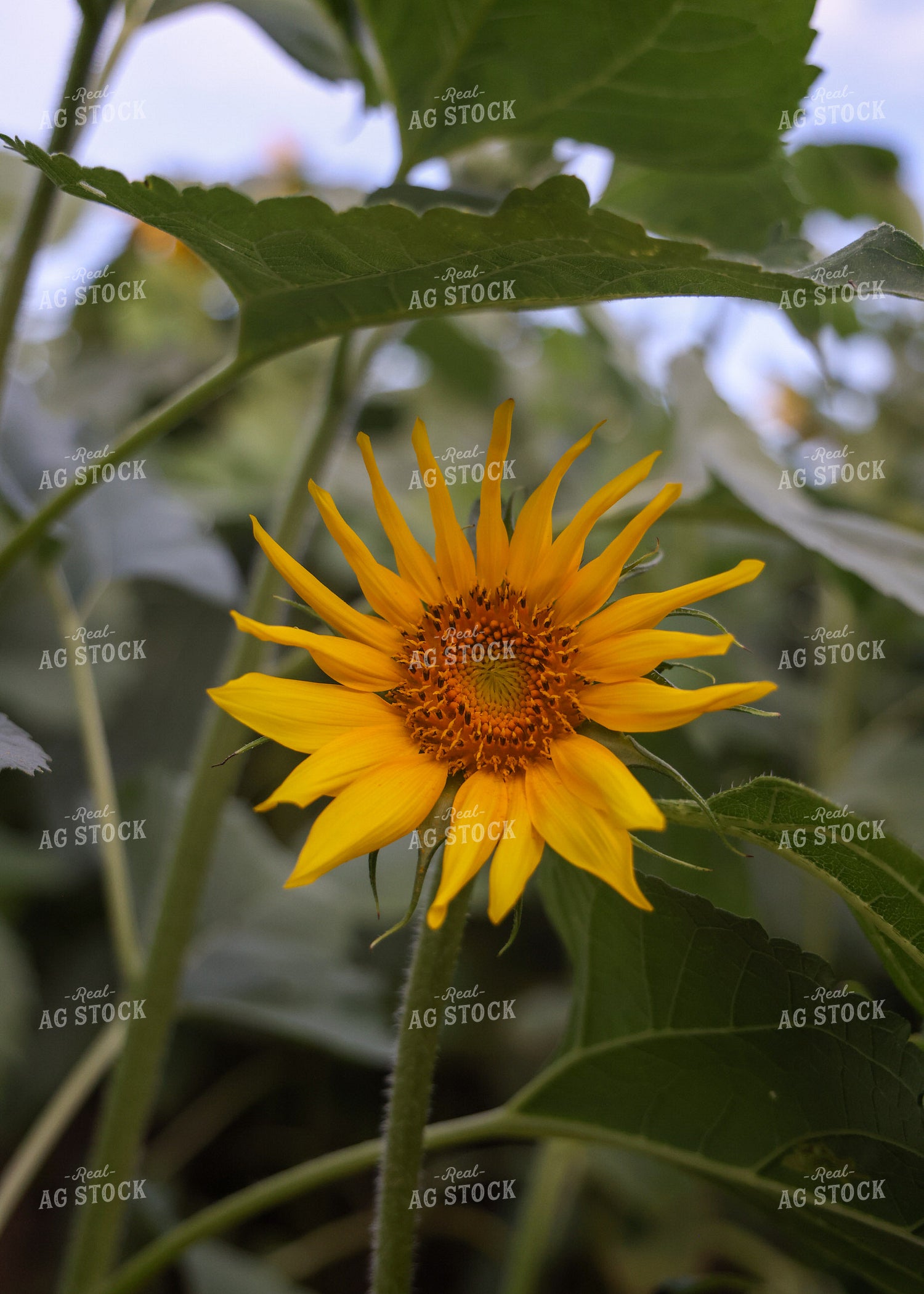 Sunflowers 160161