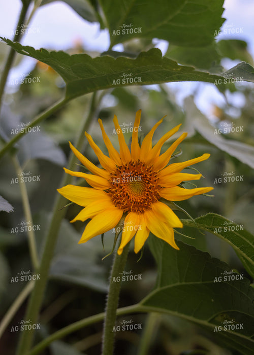 Sunflowers 160161
