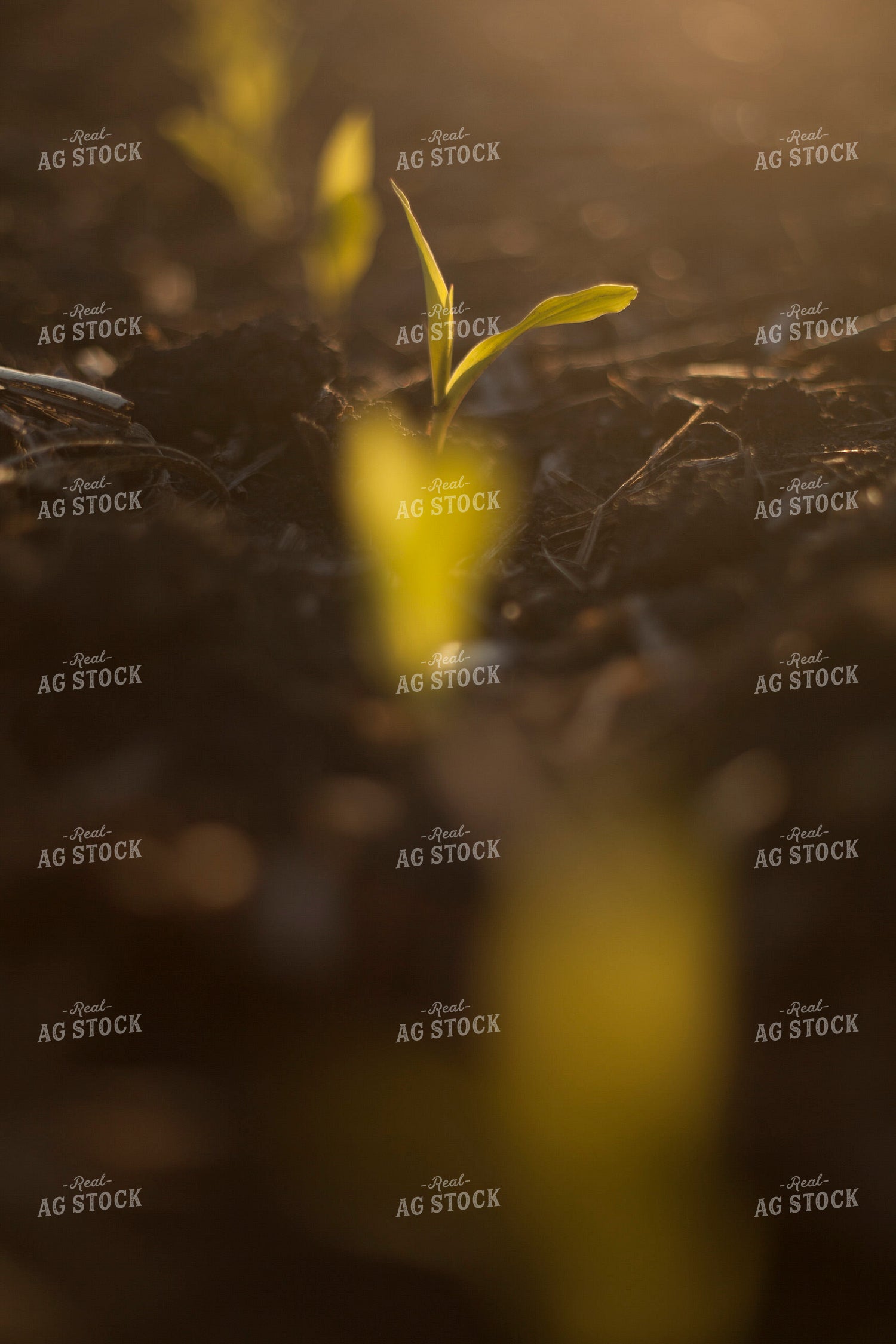 Corn - Early Growth 1137
