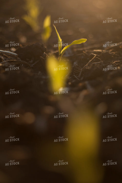 Corn - Early Growth 1137