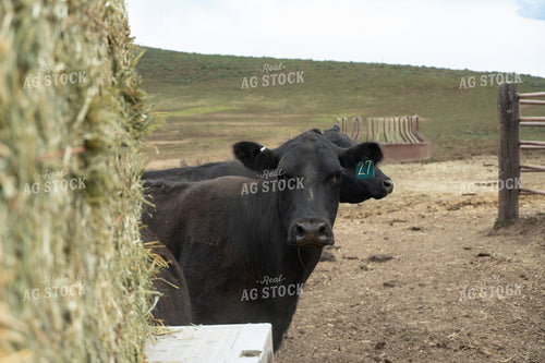 Angus Cattle in Pasture 65457