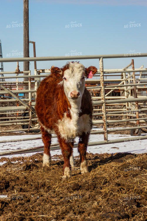 Hereford Cow 155146