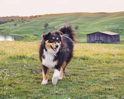 Farm Dog 174053