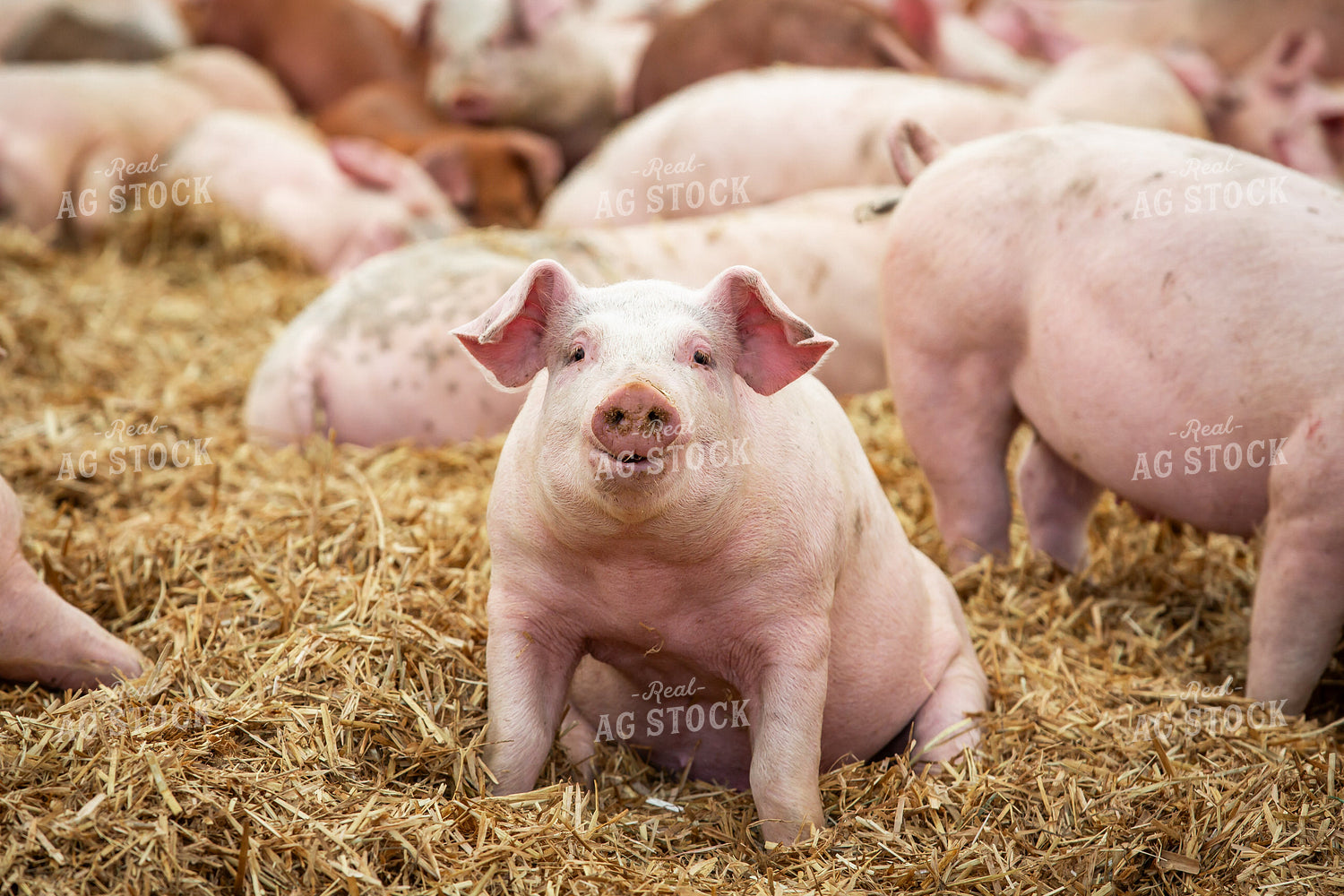Indoor Pigs 270526