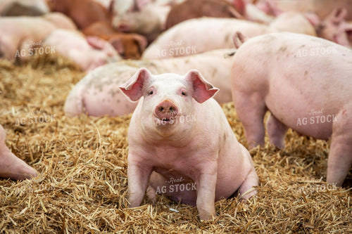 Indoor Pigs 270526