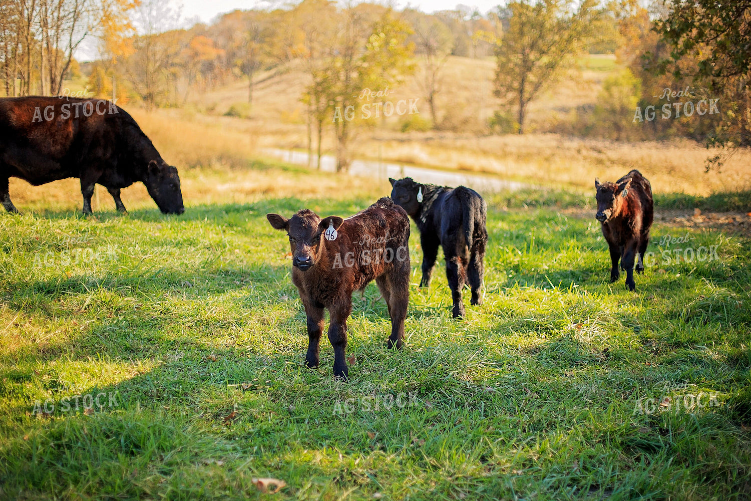 Calves in Pasture 93059
