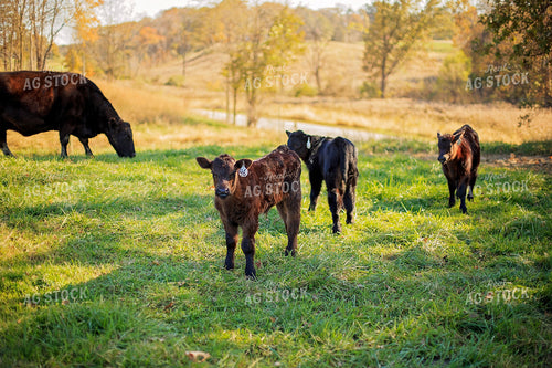 Calves in Pasture 93059