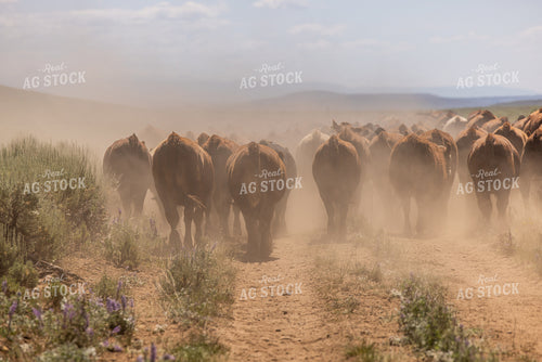 Cattle Drive 304043