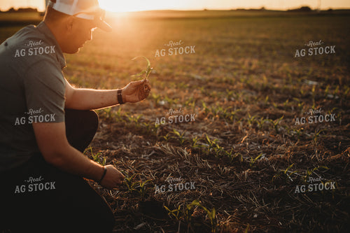 Farmer Agronomist Examining Corn Roots in Triticale Cover Crop Field 5907