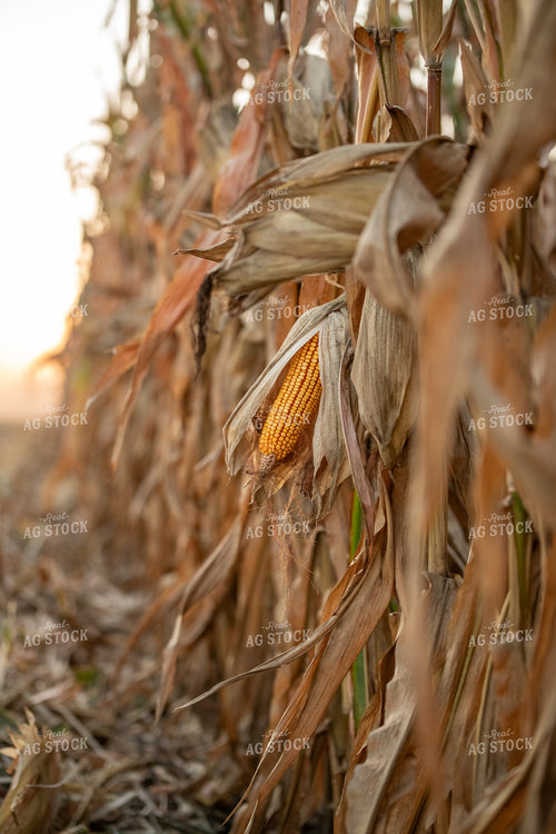 Dried Corn Ear 76482
