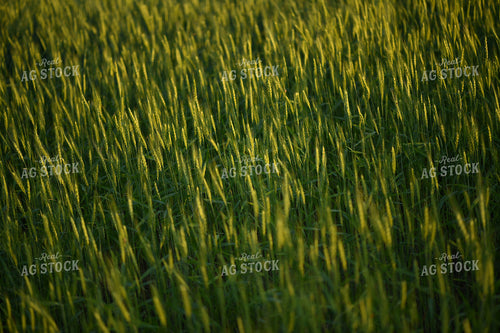 Wheat 191100