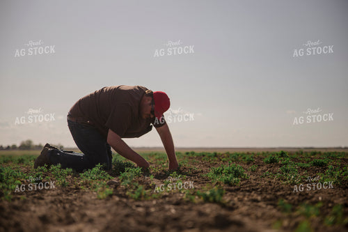 Farmer Checking Crops 135024