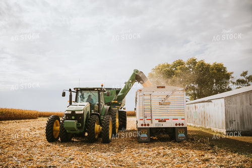 Corn Harvest 6572