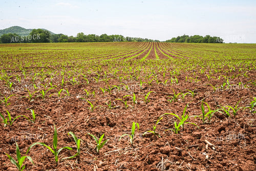 Early Season Corn 128136