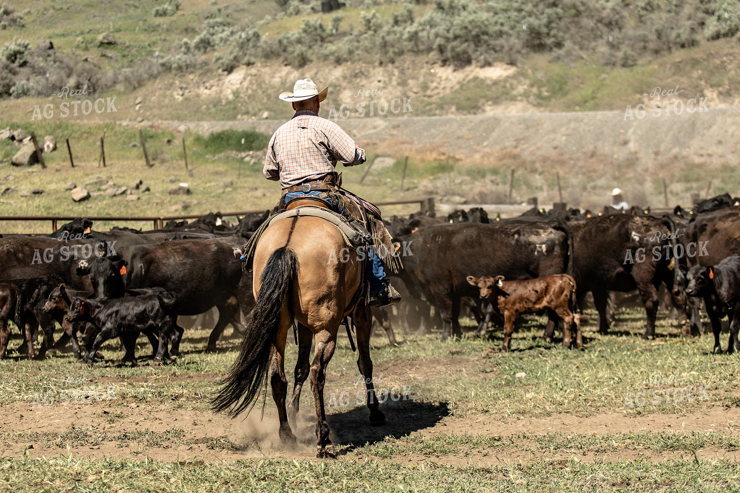 Rancher Herding Cattle 188114