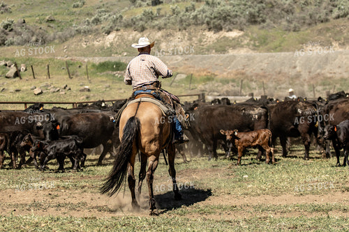 Rancher Herding Cattle 188114