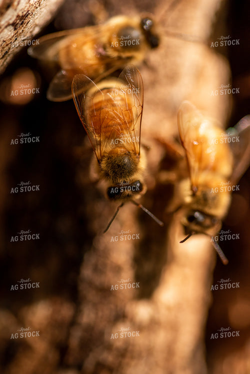 Bees 76412