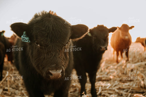 Cattle in Pasture 77229