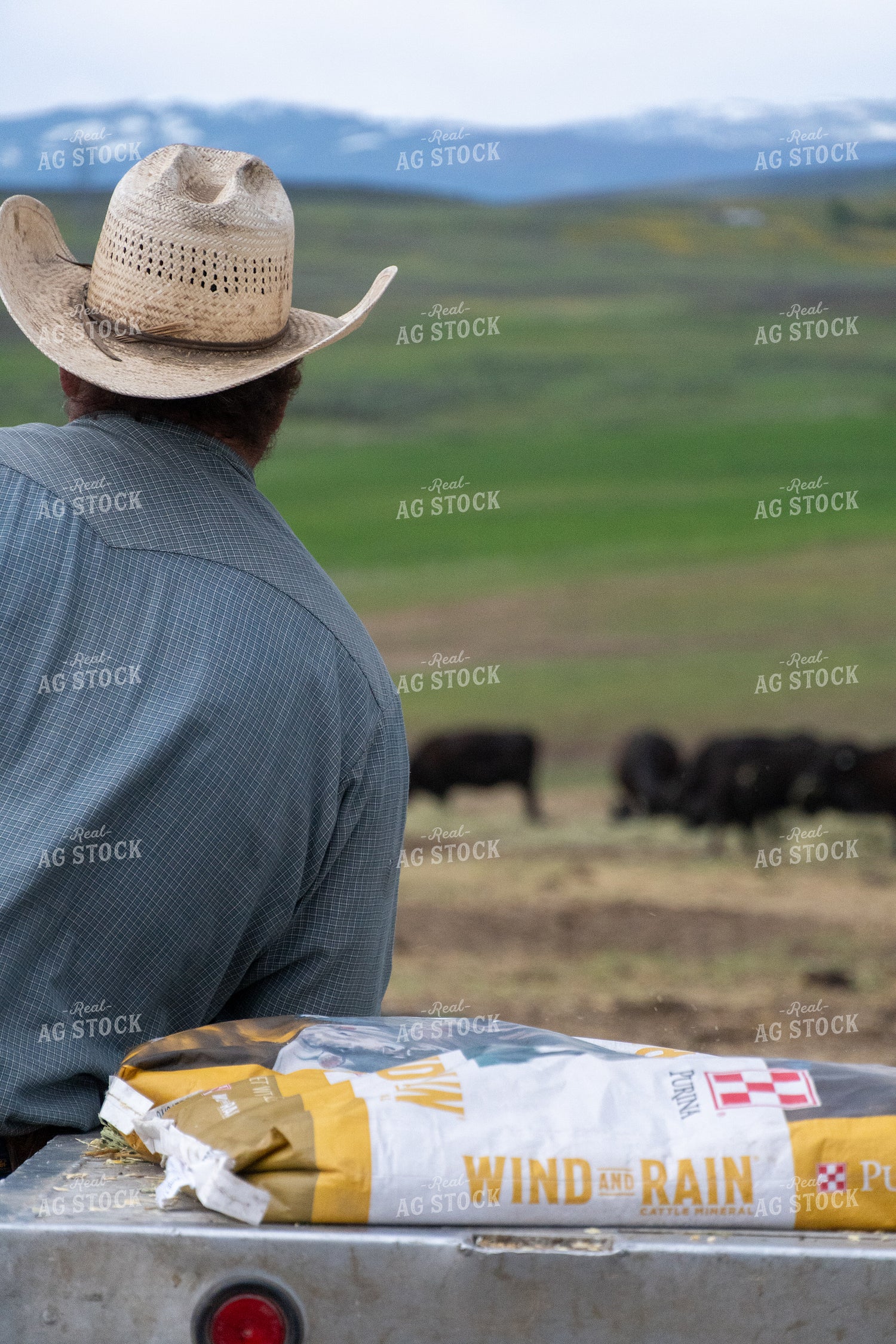 Rancher Observing Cattle with Feed Sack 65215