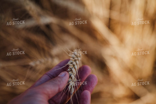 Hand Holding Wheat 115318