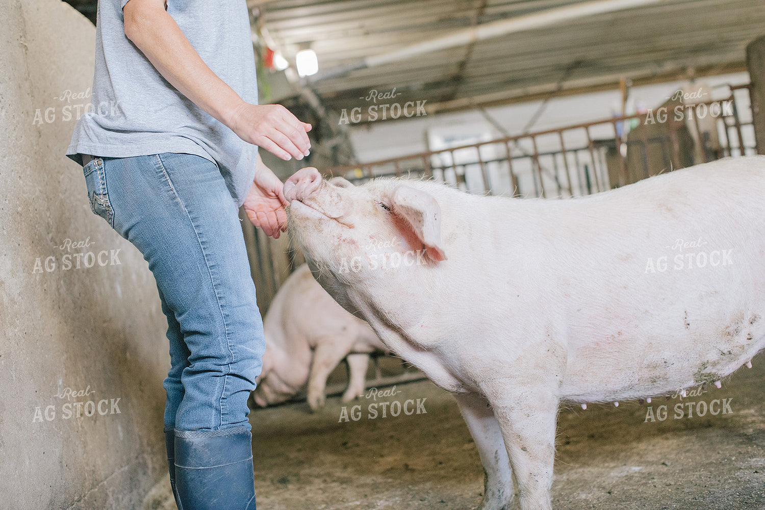Pig in Pen in Modern Barn 3224