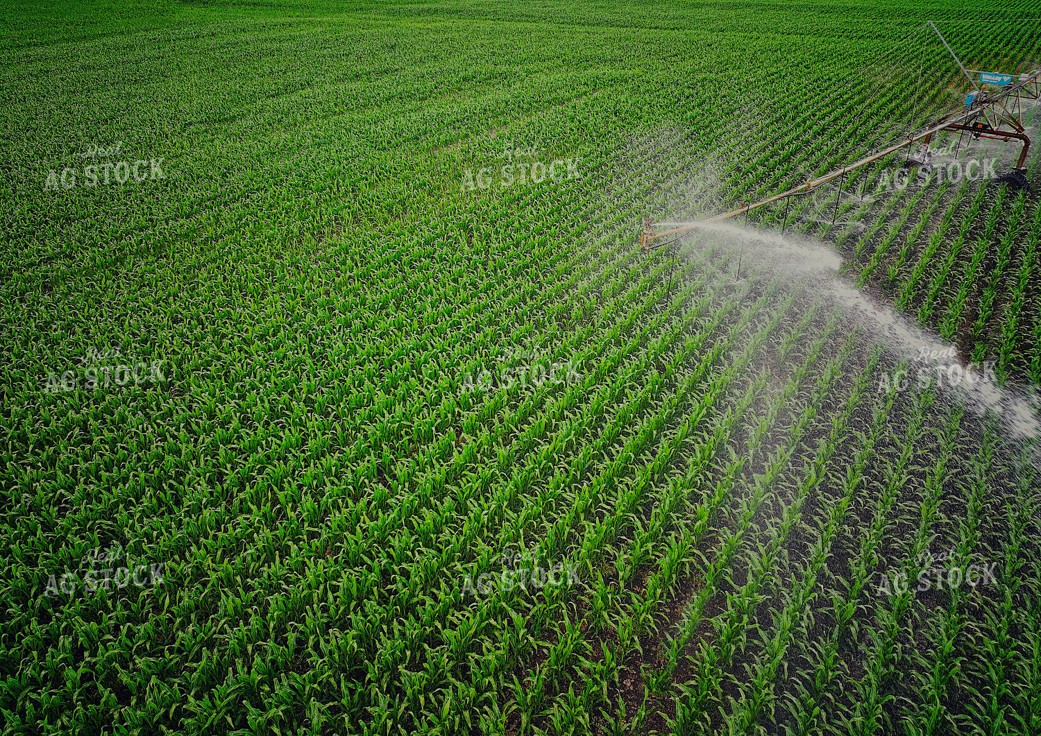 Irrigating Corn Field 141575