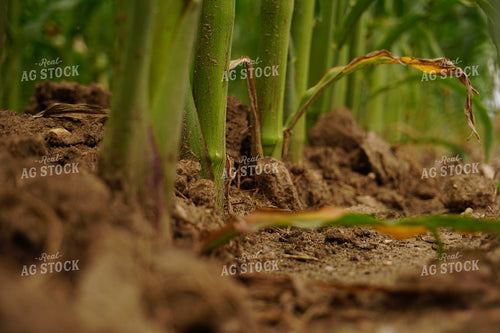 Corn Roots 148008