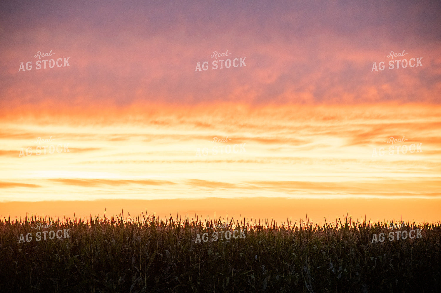 Sunset Over a Corn Field 25289