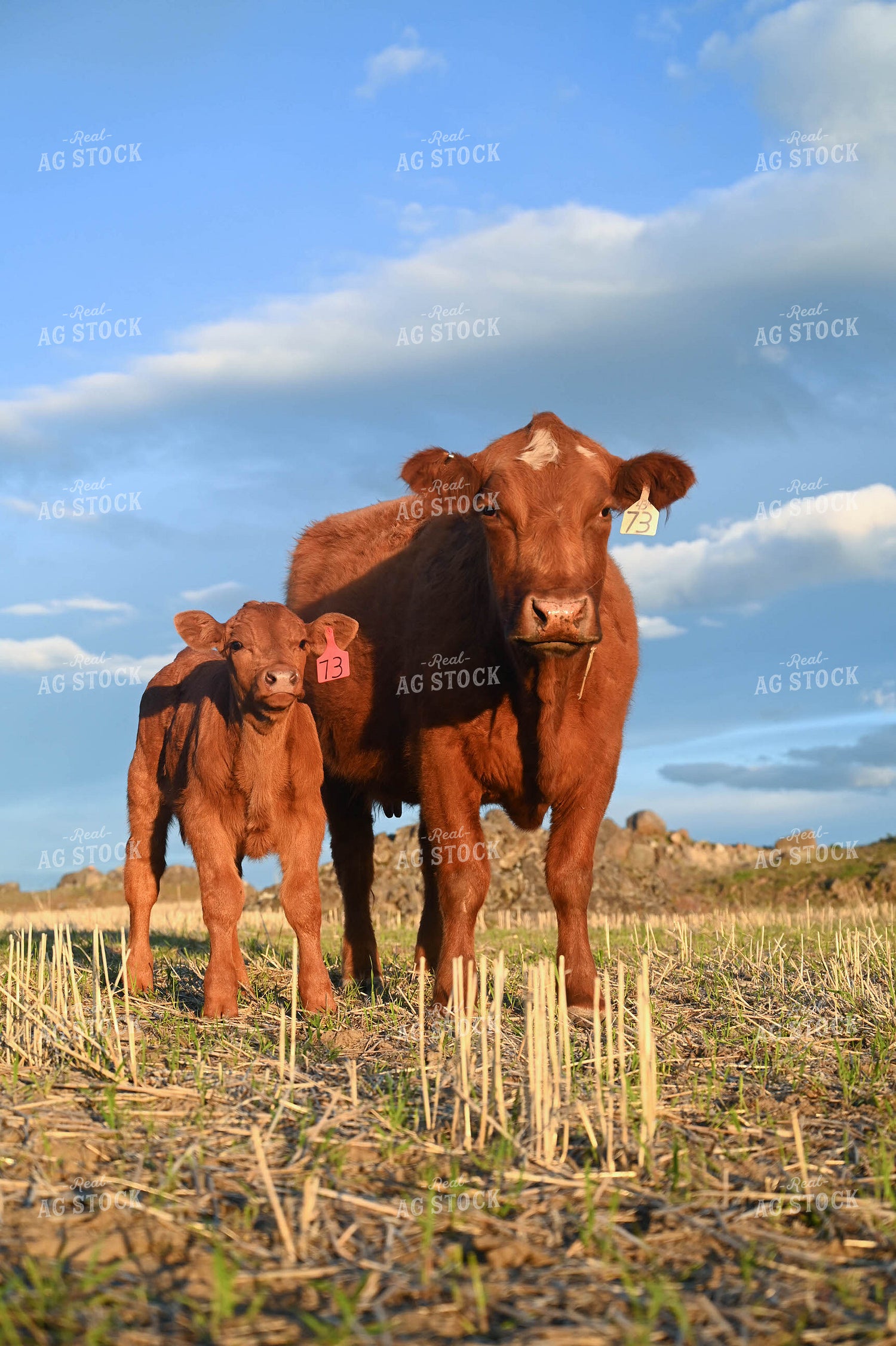 Cow Calf Pair 253023