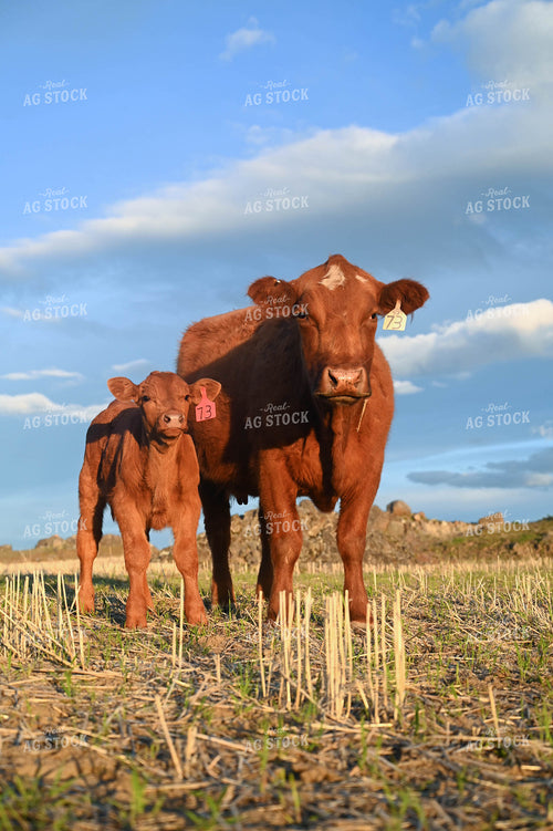 Cow Calf Pair 253023