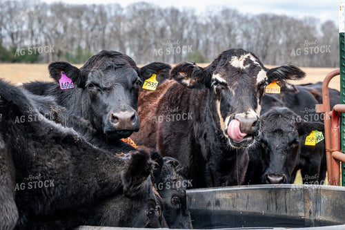 Cattle Drinking Water 192045