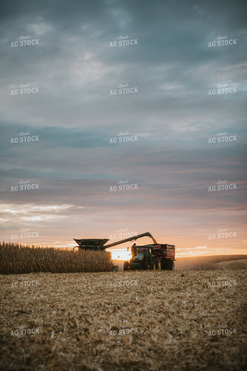 Corn Harvest 6921