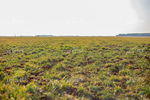 Midseason Rye 93260