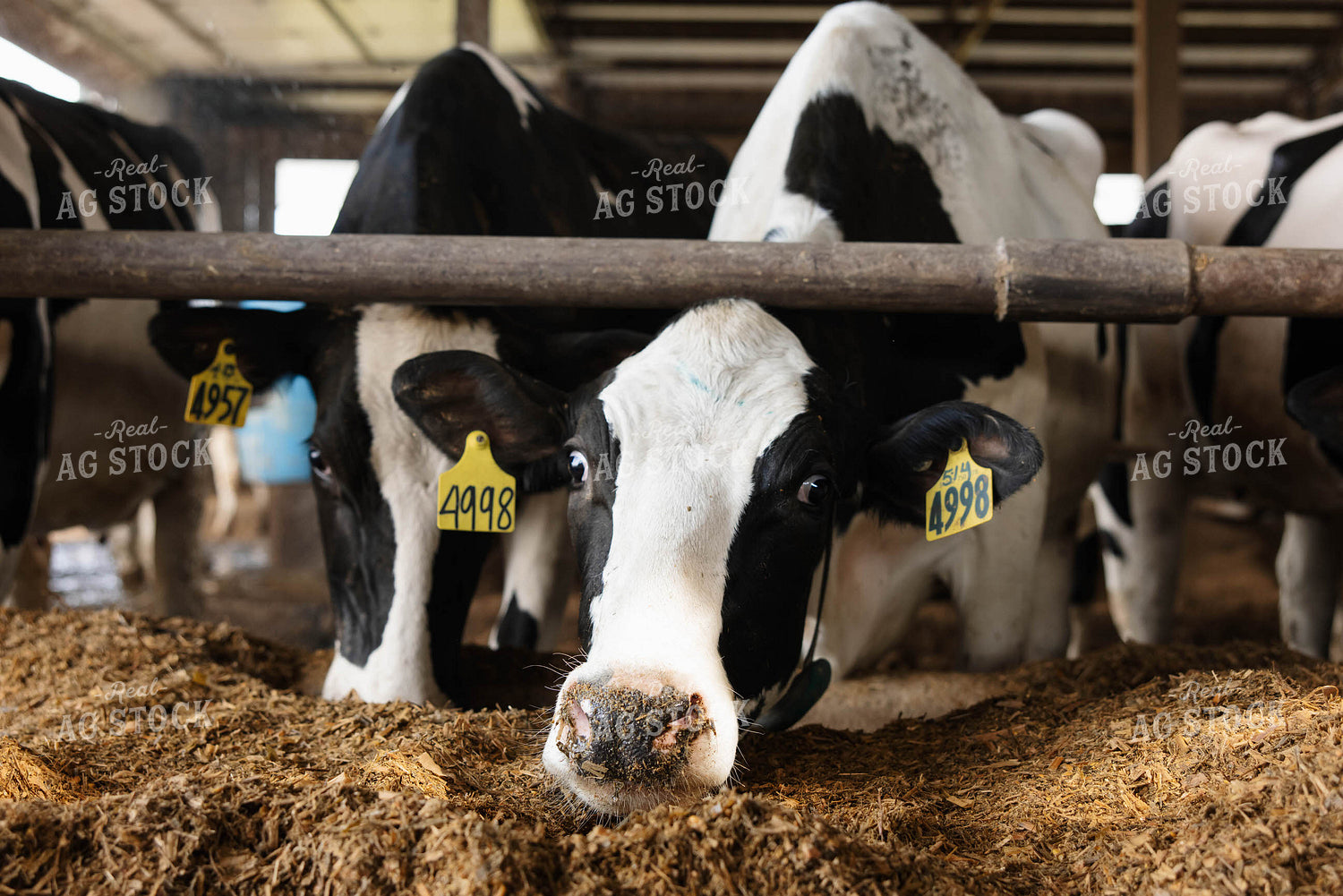 Cattle in Open Air Barn 152754