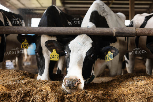 Cattle in Open Air Barn 152754